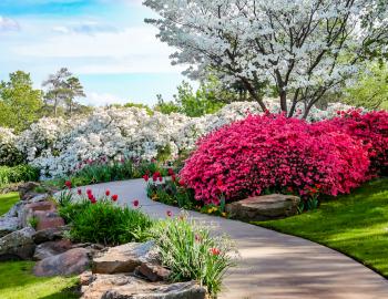 garden walkway with azalea bush
