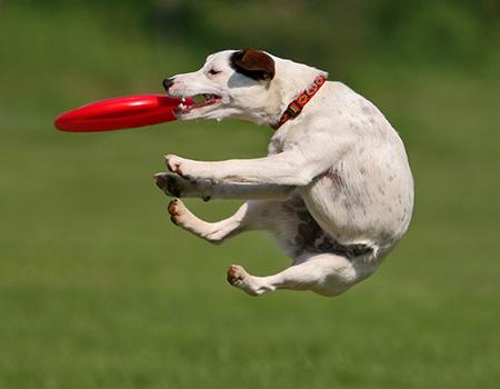 Dog catching frisbee in the air