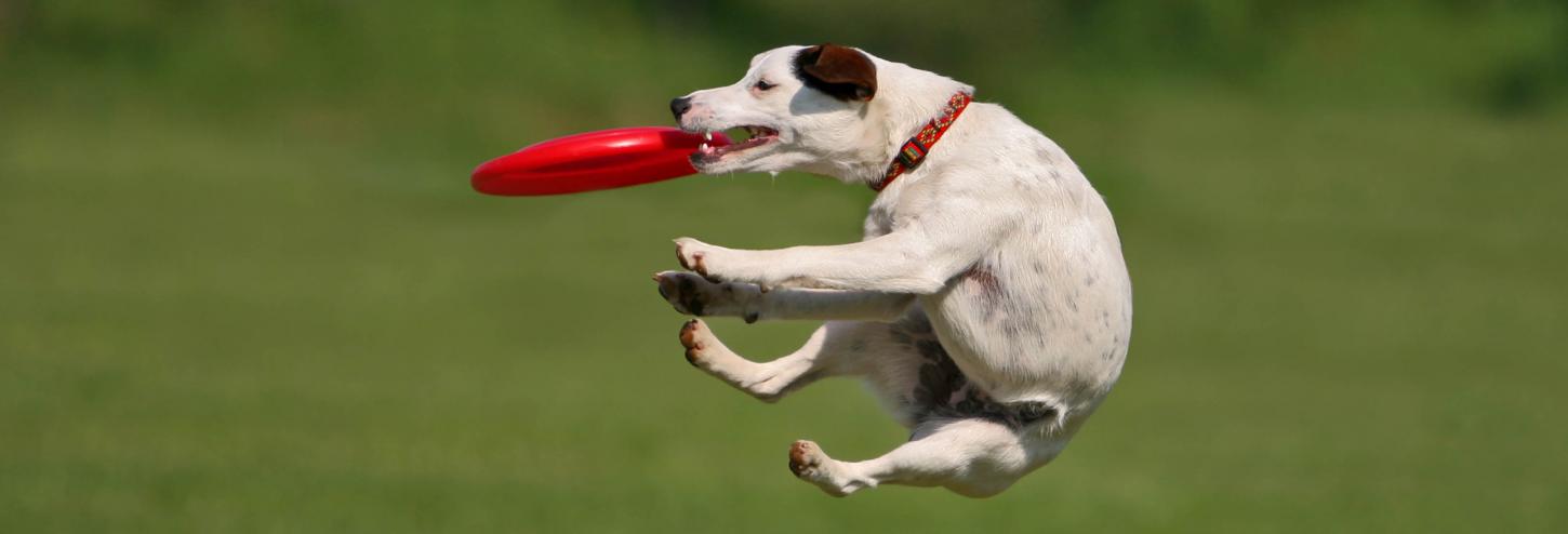 Cute pup catching frisbee in the air