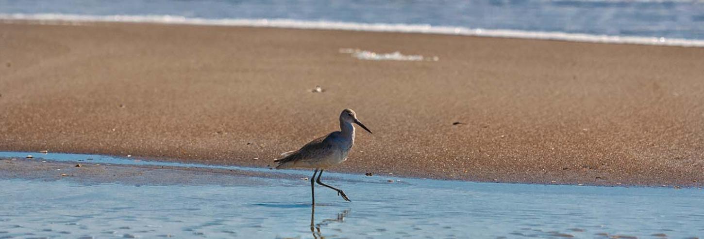 Bird on the beach at Wrightsville Beach